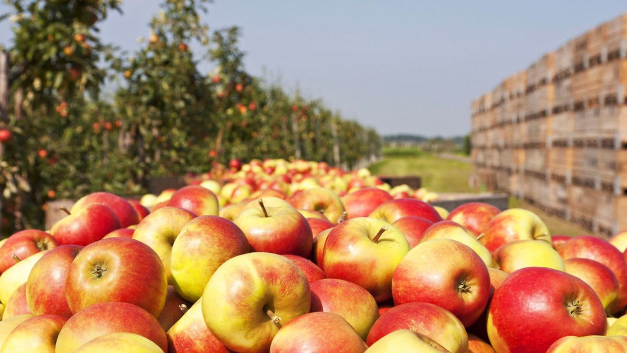 Droogte in Limburg funest voor appels en peren