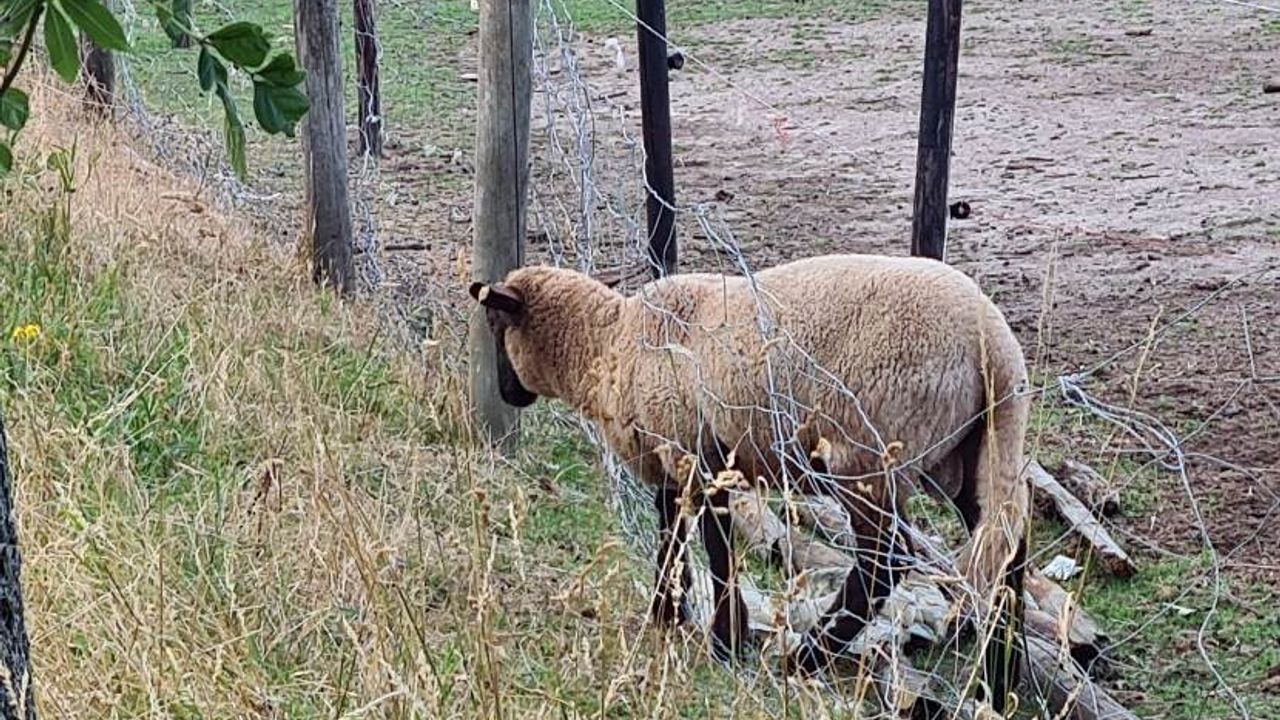 NVWA haalt 125 verwaarloosde dieren weg bij veehouder in Broekhuizenvorst