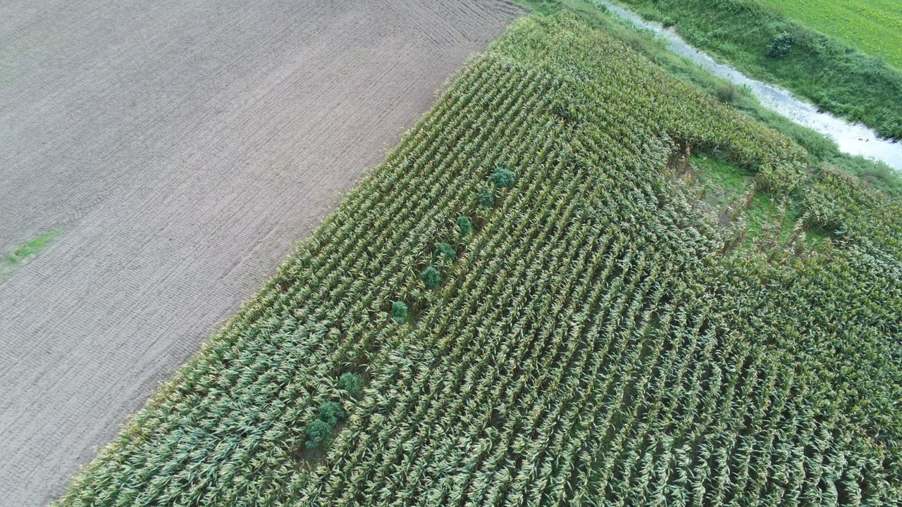 Wietplanten opgespoord in Horst via satellietbeelden en drones