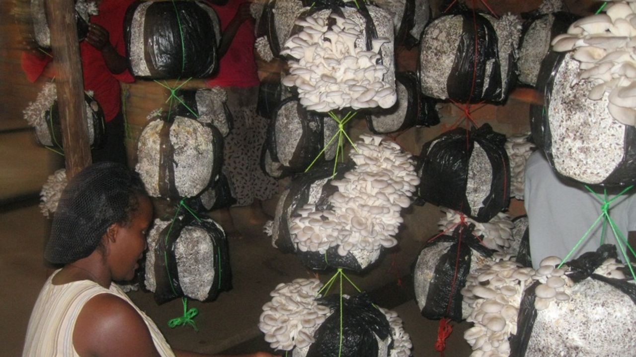 Ondernemers zetten champignonteelt op in Oeganda
