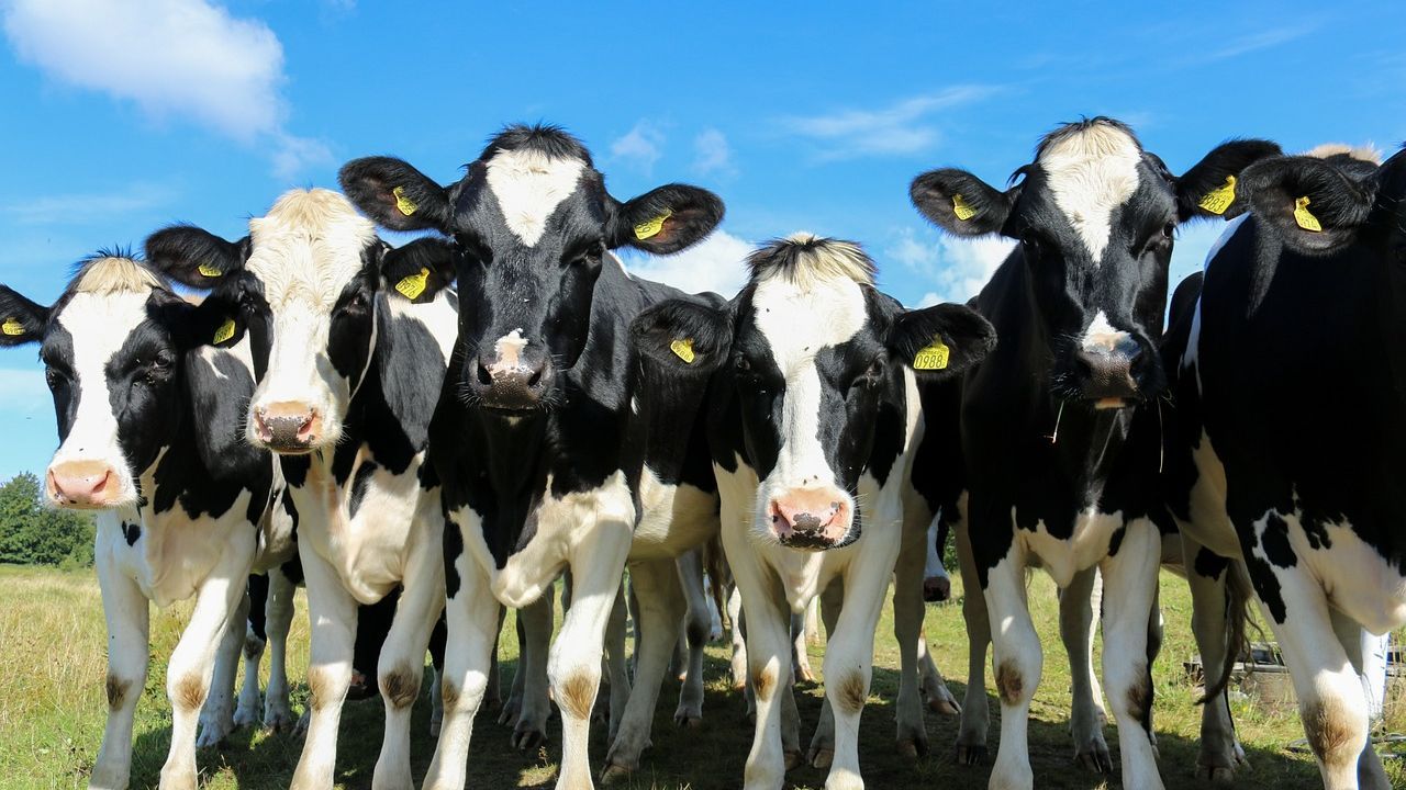 Provincie koopt rundveeboer America op: college geeft akkoord voor akkerbouw