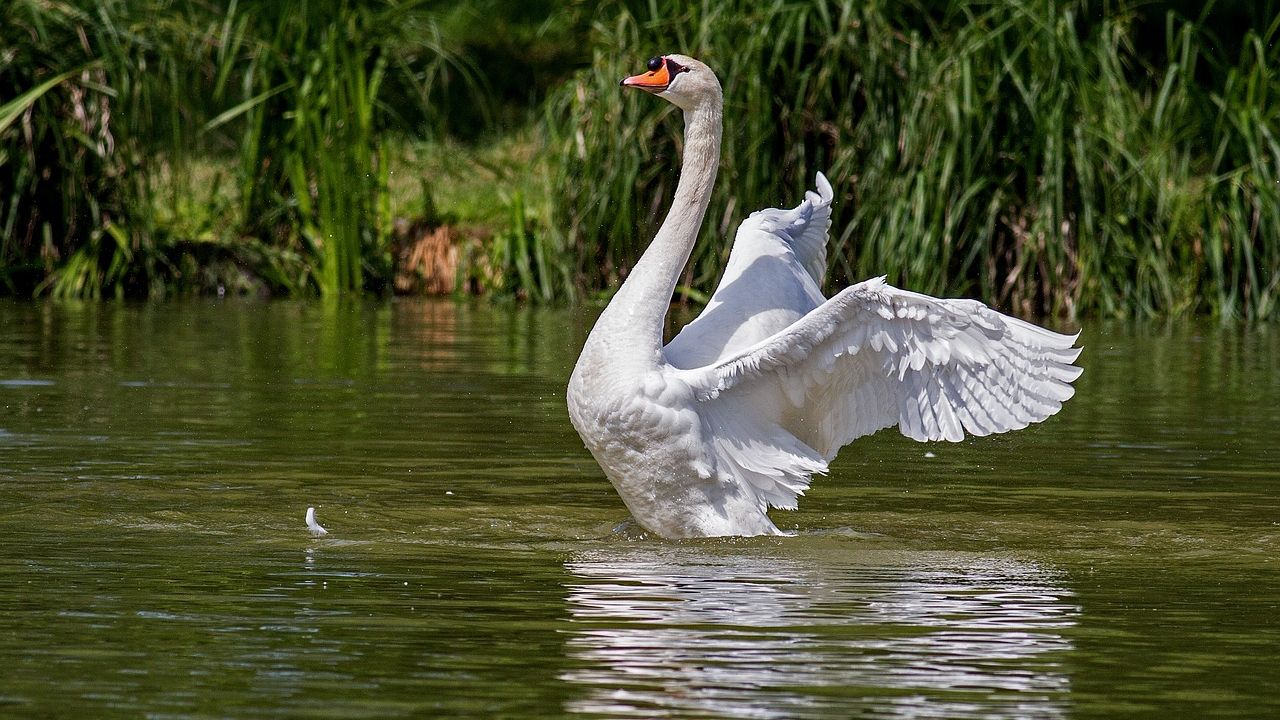Bassin te krap voor opstijgen zwaan: brandweer redt vogel in Griendtsveen