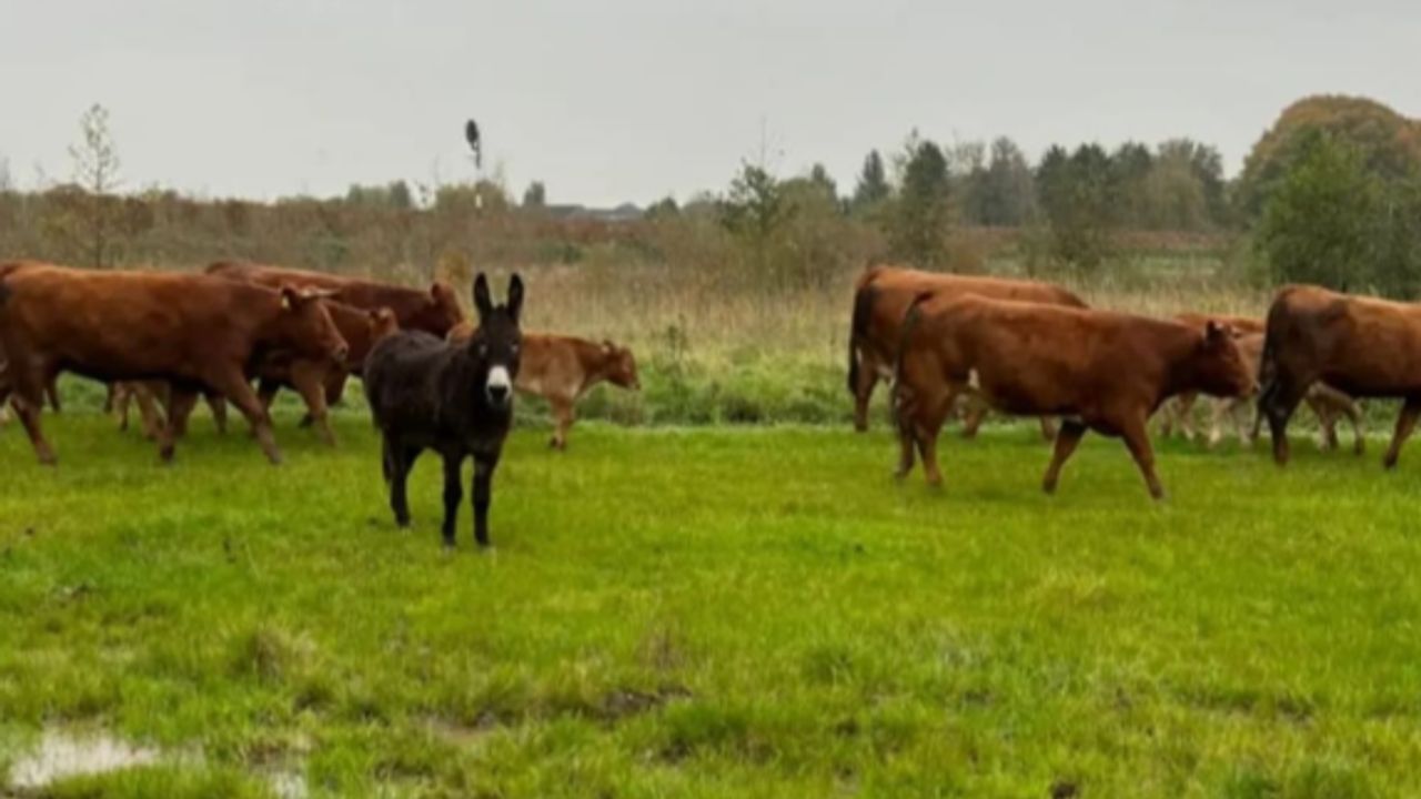 Loslopende koeien en ezel in Tienray