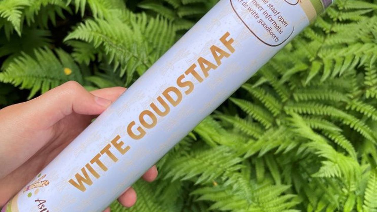 Aspergegilde verstopt "Witte Goudstaven" in Limburg