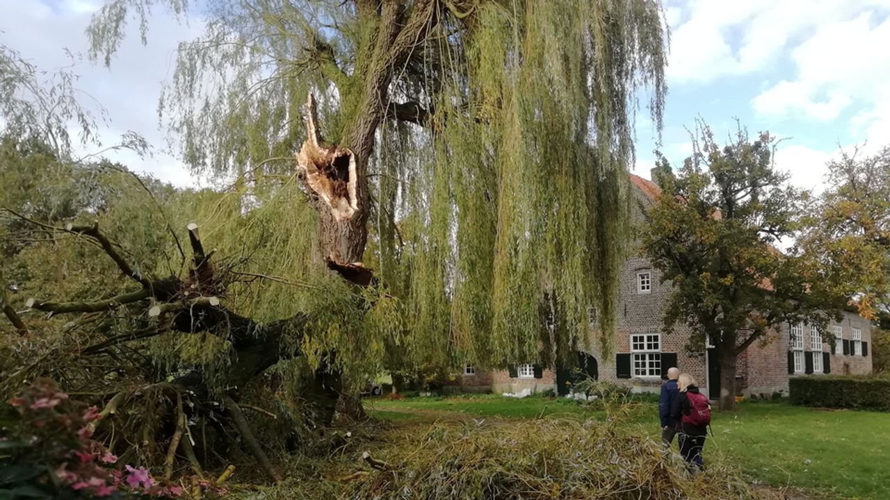 Koninklijke treurwilg in Meerlo geknakt door de storm
