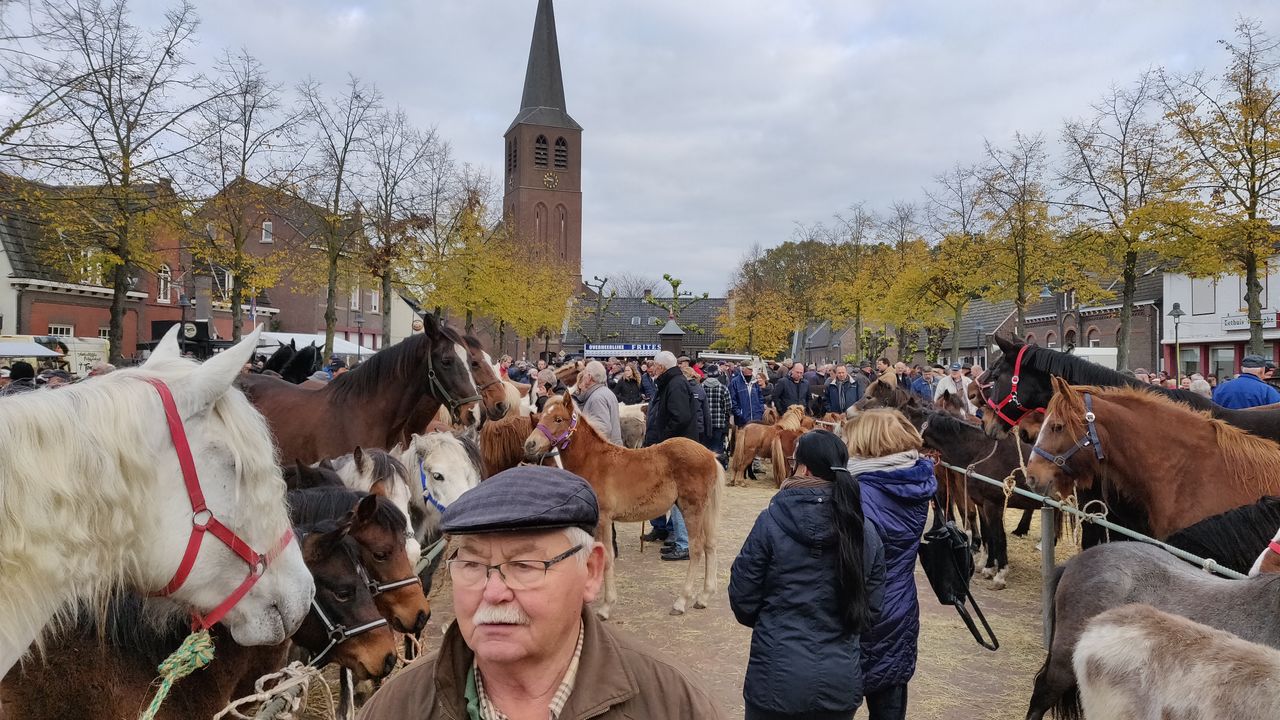 Paardenmarkt Lottum voor tweede keer op nieuwe locatie