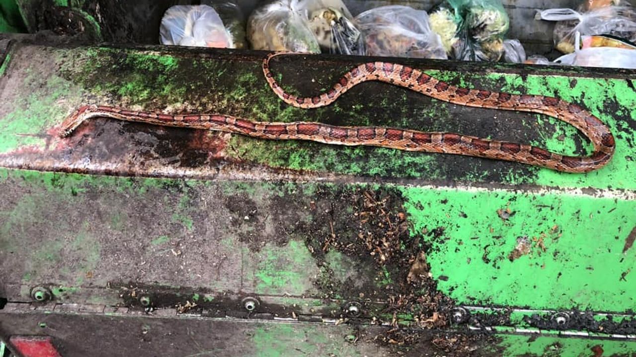 Dode slang aangetroffen tussen keukenafval