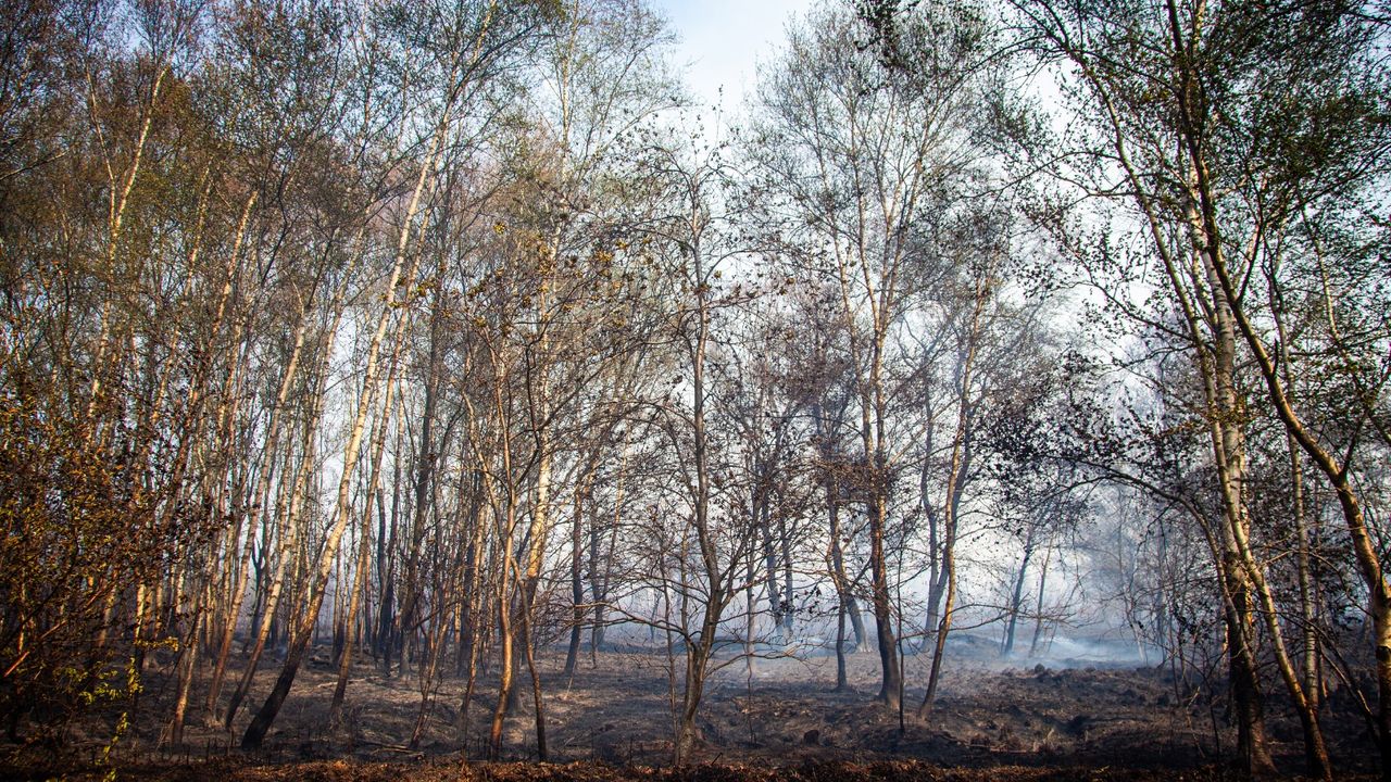 Natuurbrand bij Griendtsveen 'grootste ooit in Nederland'