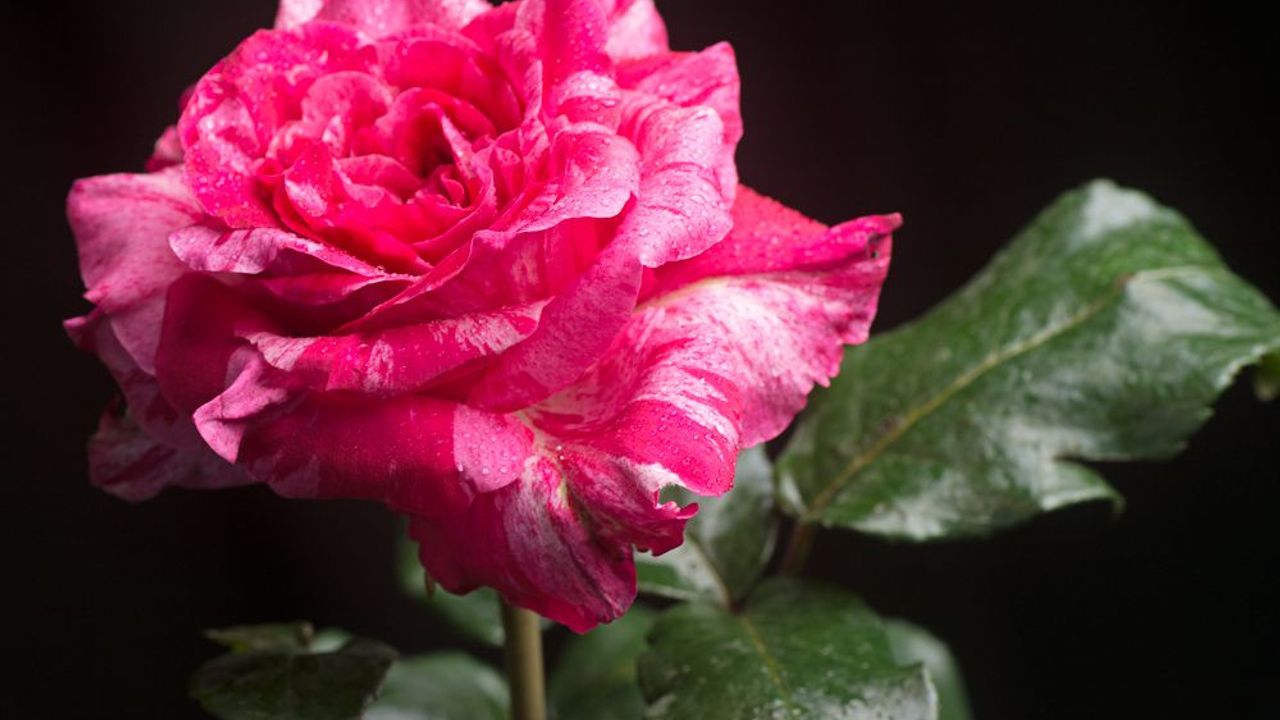 Leer rozen snoeien bij De Rozenhof in Lottum
