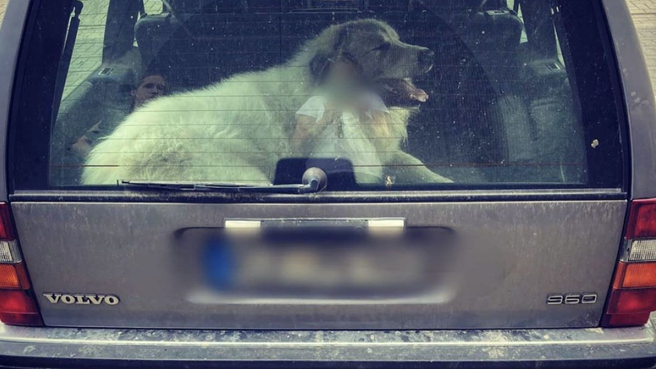 Hond gered uit snikhete auto in Horst