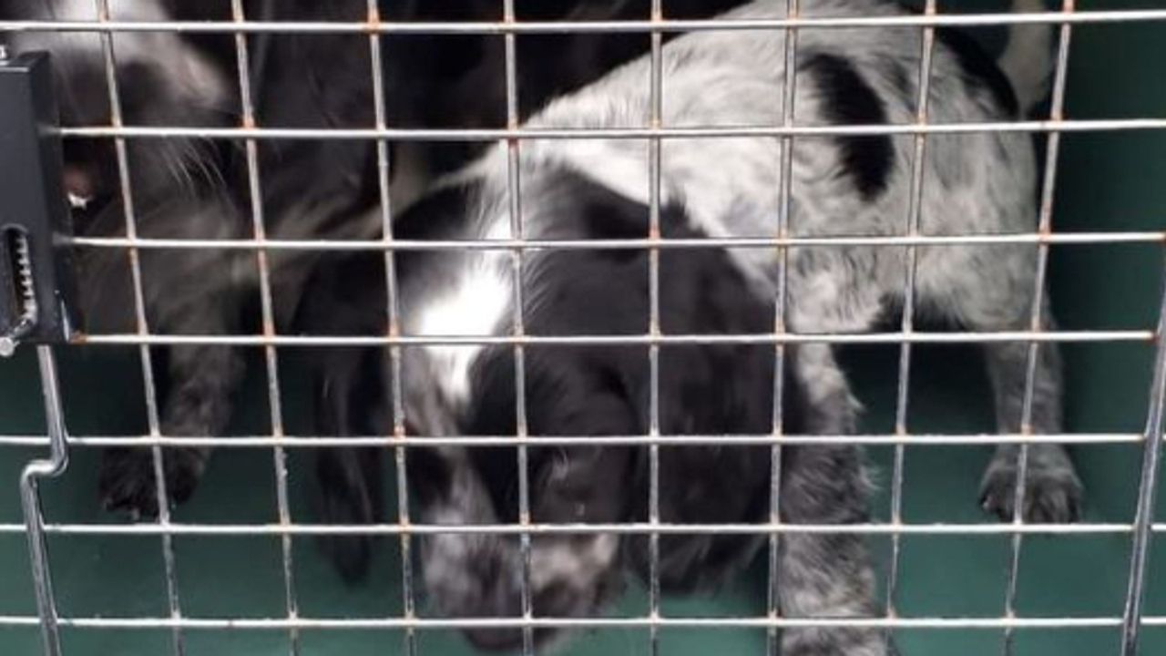 Drie puppy's in beslag genomen bij grenscontrole A67