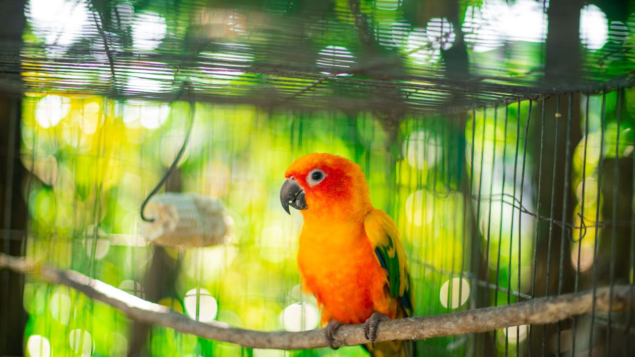 Corona-maatregelen: vogelshow "Ons Genoegen" afgelast