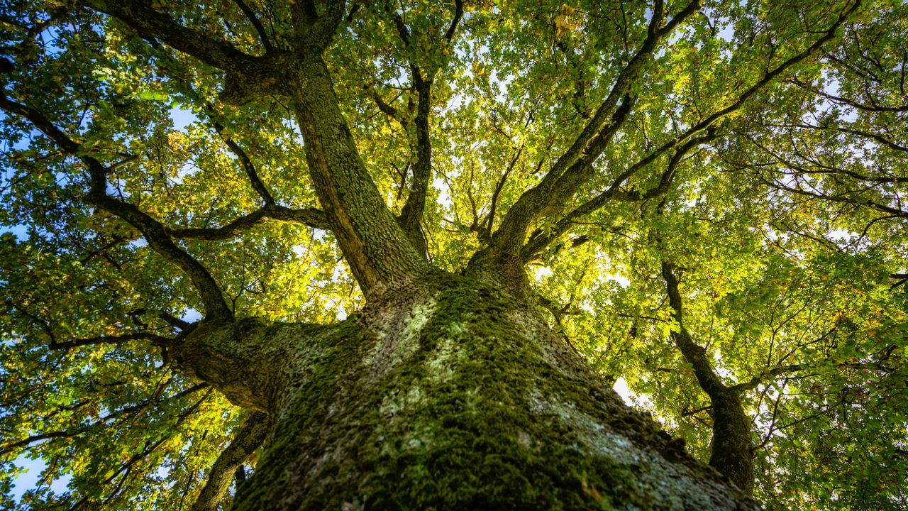 31 bomen Broekhuizenvorst weggehaald vanwege 'veiligheidsrisico'; nieuwe bomen geplant