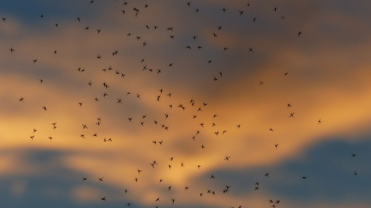 Inwoners Griendtsveen dagen Staatsbosbeheer voor rechter vanwege muggenoverlast