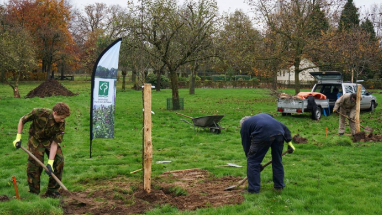 Bomenplan: 55.000 nieuwe bomen in Horst aan de Maas