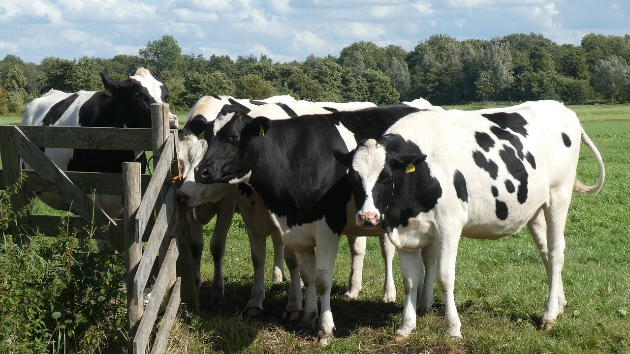 Twee veehouders uit Horst aan de Maas laten zich uitkopen