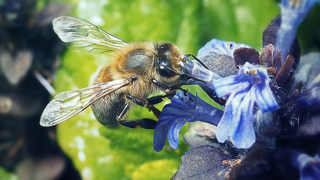 Peelmuseum wil met bijenpaviljoen uitsterven zwarte bij voorkomen