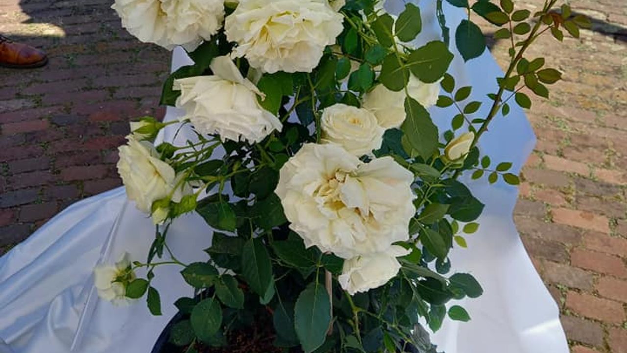 Nieuwe roos vernoemd naar 175-jarige De Limburger