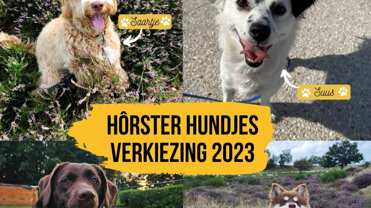 Saartje, Suus, Nelly en Yuka genomineerd voor Hôrster Hundje van het jaar